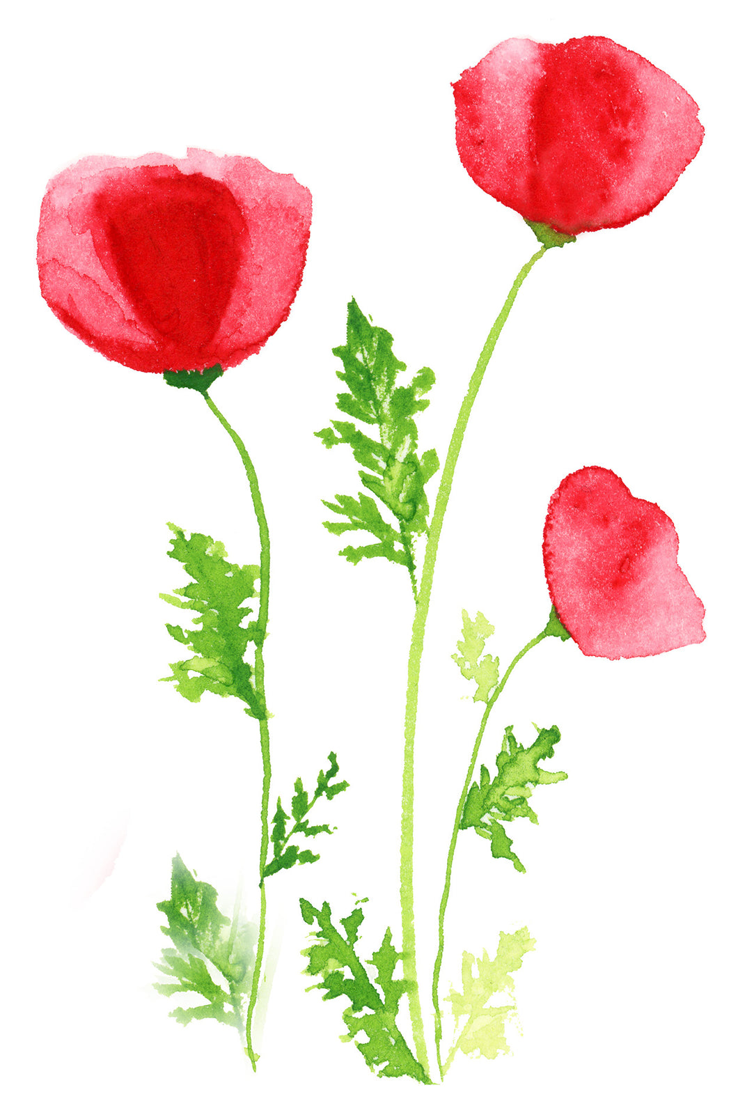 Loose Poppies - Watercolor Print